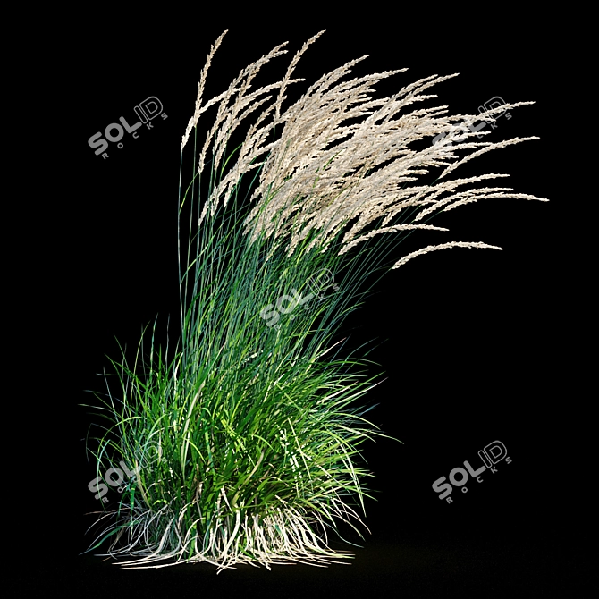 Graceful Feather Reed Grass 3D model image 19