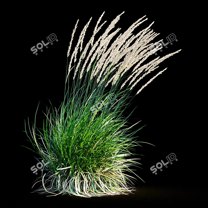 Graceful Feather Reed Grass 3D model image 20