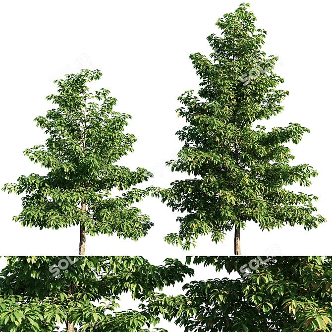 Elegant Nyssa Sylvatica Tree 3D model image 1