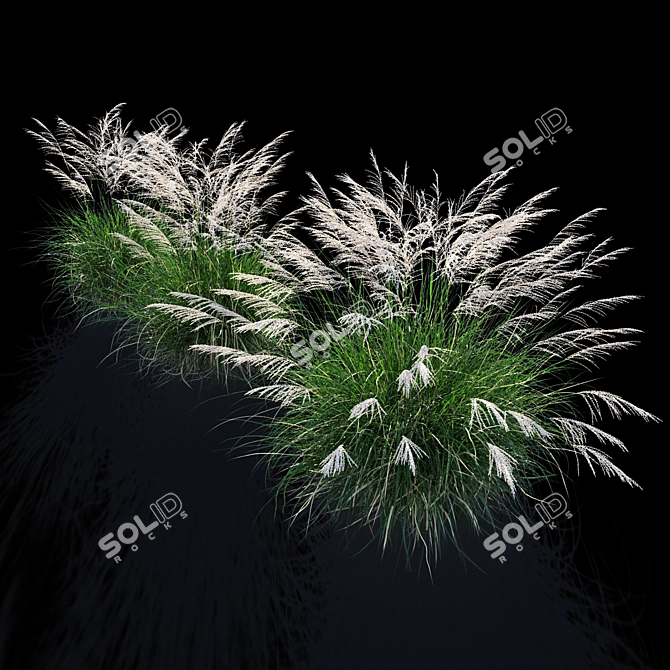 Miscanthus Sinensis: Ornamental Grass 3D model image 2