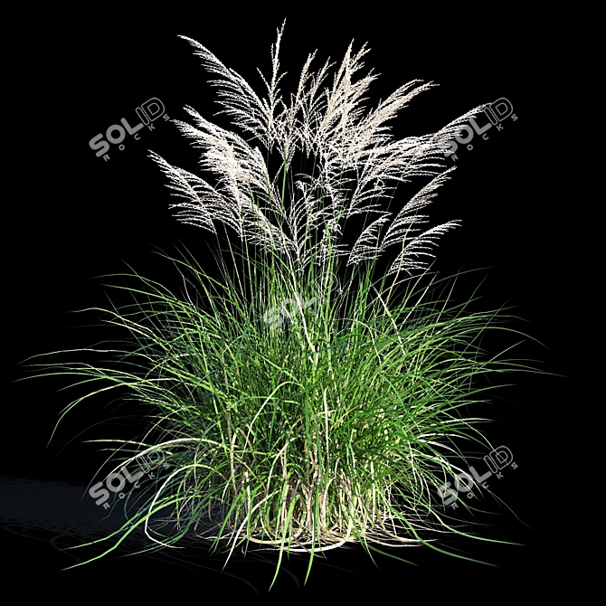 Miscanthus Sinensis: Ornamental Grass 3D model image 5