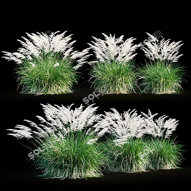 Miscanthus Sinensis: Ornamental Grass 3D model image 7