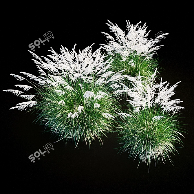 Miscanthus Sinensis: Ornamental Grass 3D model image 11