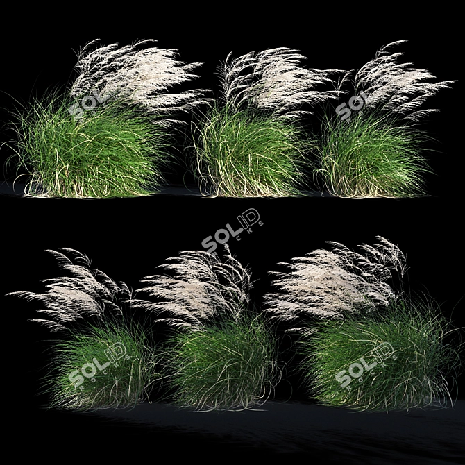 Elegant Wind-Swept Miscanthus 3D model image 1