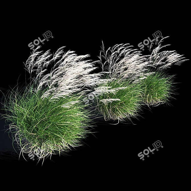 Elegant Wind-Swept Miscanthus 3D model image 2