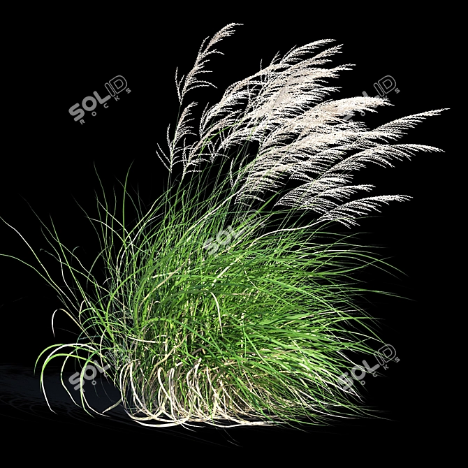 Elegant Wind-Swept Miscanthus 3D model image 3