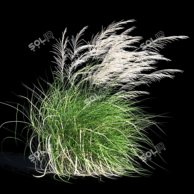 Elegant Wind-Swept Miscanthus 3D model image 4