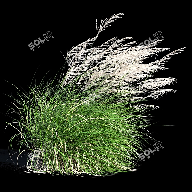 Elegant Wind-Swept Miscanthus 3D model image 5