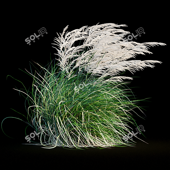 Elegant Wind-Swept Miscanthus 3D model image 7