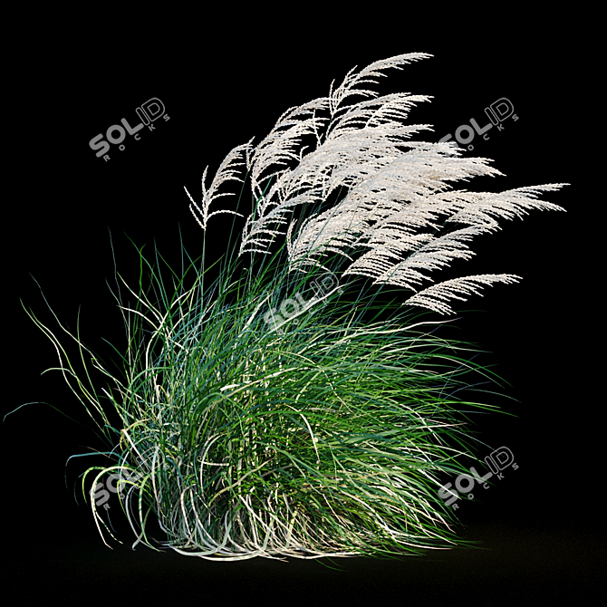 Elegant Wind-Swept Miscanthus 3D model image 8