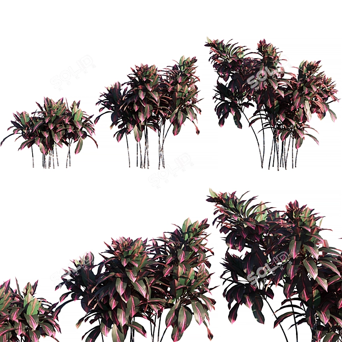 Tropical Elegance: Cordyline Fruticosa Tree 3D model image 1