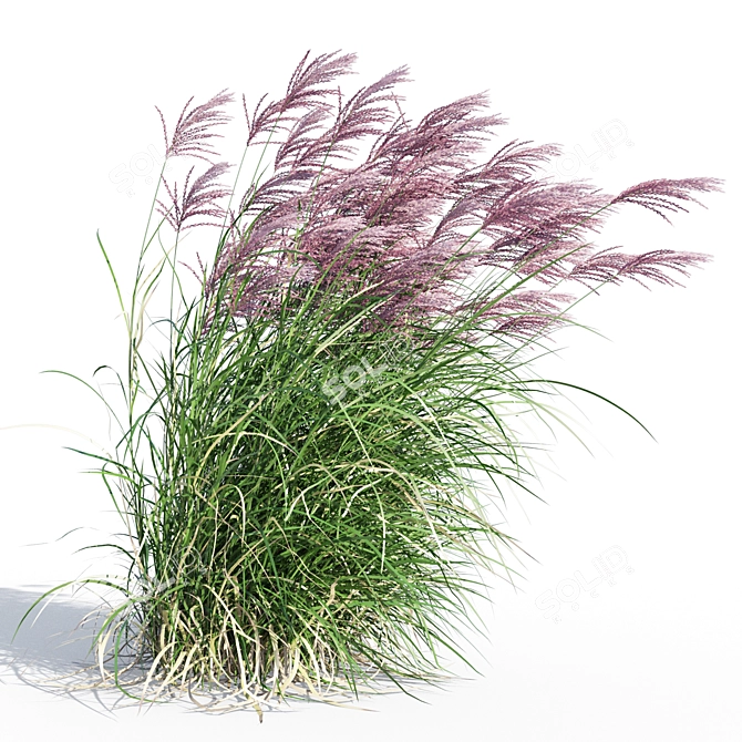 Ruby Red Maiden Grass: Majestic Beauty in the Breeze 3D model image 4