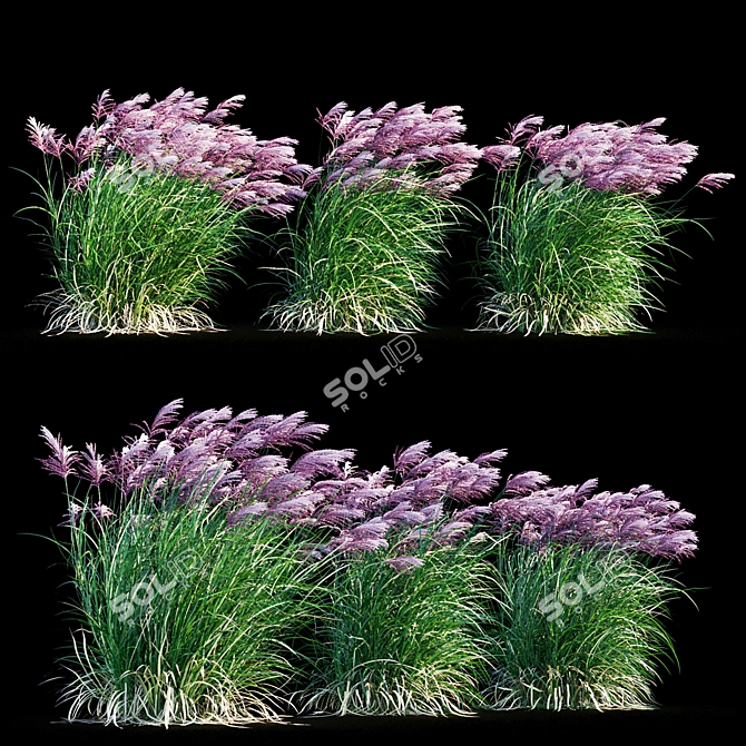 Ruby Red Maiden Grass: Majestic Beauty in the Breeze 3D model image 6