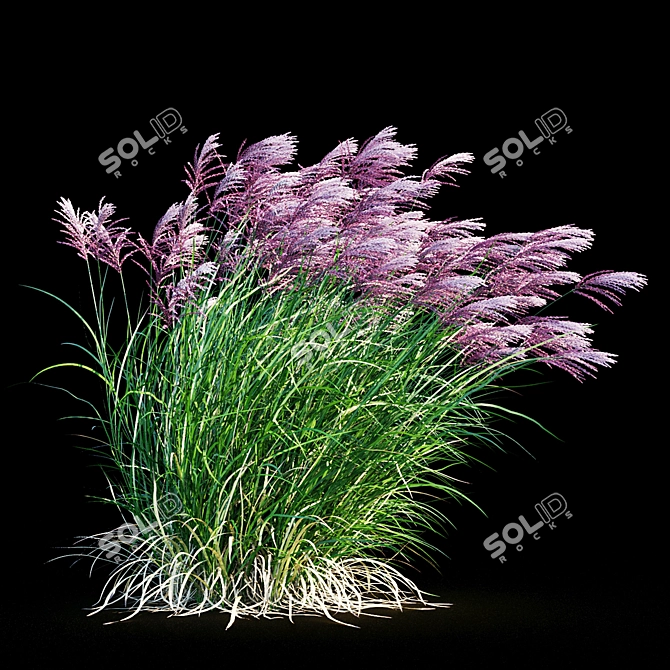 Ruby Red Maiden Grass: Majestic Beauty in the Breeze 3D model image 8