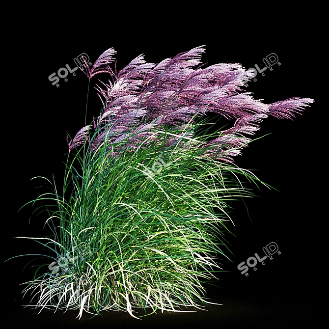 Ruby Red Maiden Grass: Majestic Beauty in the Breeze 3D model image 9