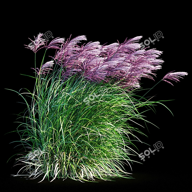 Ruby Red Maiden Grass: Majestic Beauty in the Breeze 3D model image 10