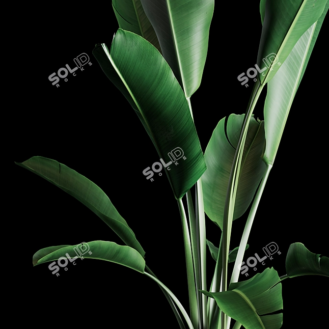 Green Oasis: Indoor Plant Collection 3D model image 4