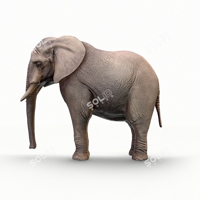 Realistic Elephant Figure 3D model image 3