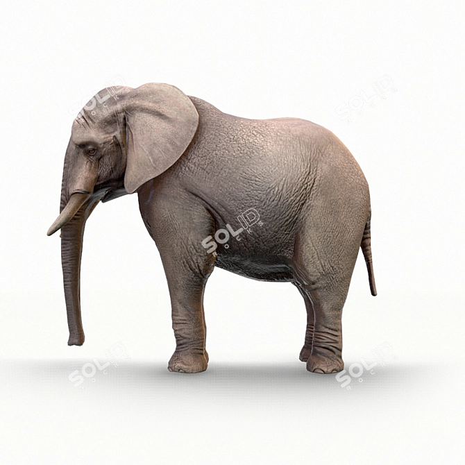 Realistic Elephant Figure 3D model image 4