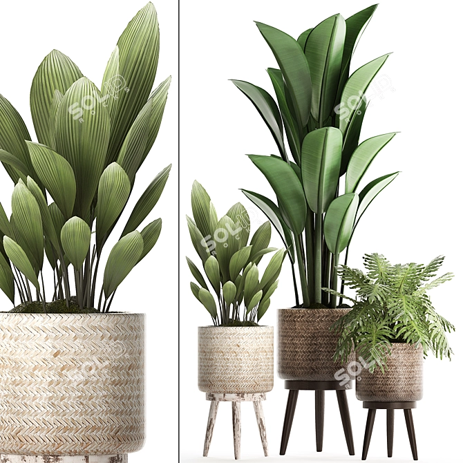 Plant Collection: Exotic Houseplants 3D model image 1