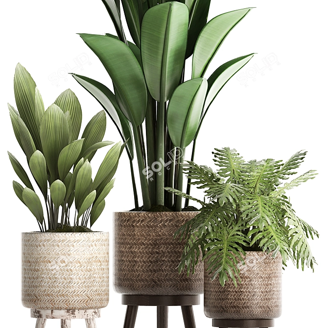 Plant Collection: Exotic Houseplants 3D model image 2