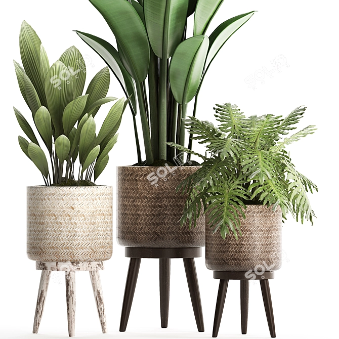 Plant Collection: Exotic Houseplants 3D model image 3