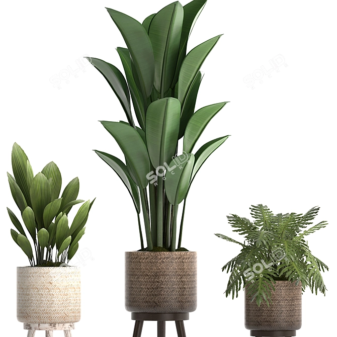 Plant Collection: Exotic Houseplants 3D model image 4