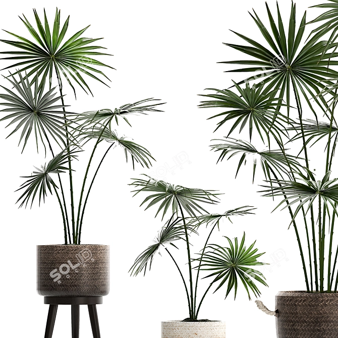 Exotic Houseplants Collection 3D model image 2