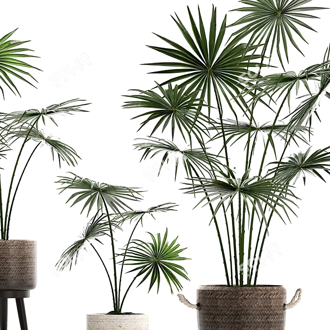 Exotic Houseplants Collection 3D model image 4