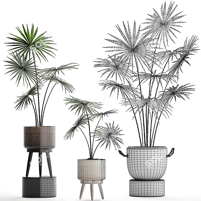 Exotic Houseplants Collection 3D model image 5