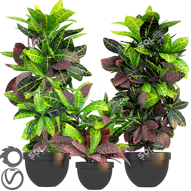 Tropical Croton Variegatum Set 3D model image 1