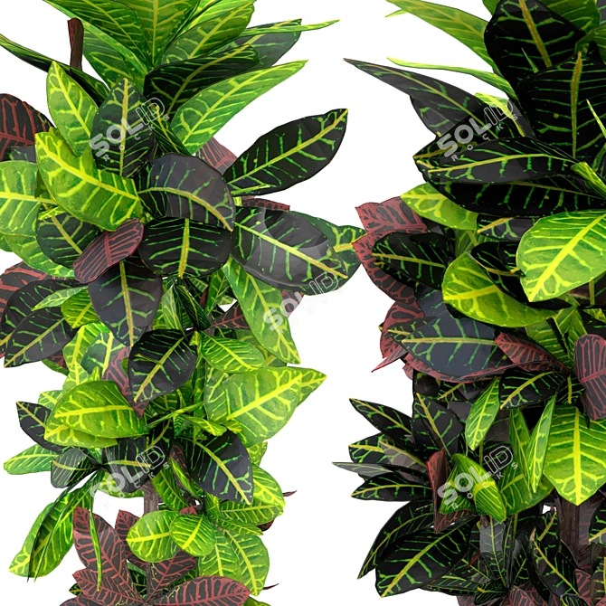 Tropical Croton Variegatum Set 3D model image 2