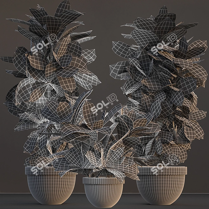 Tropical Croton Variegatum Set 3D model image 3