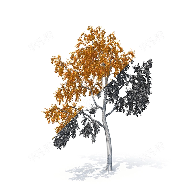 Birch No. 1 3D Tree Model 3D model image 1