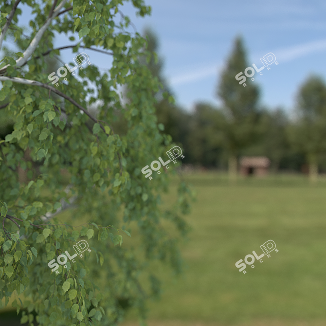 Birch No. 1 3D Tree Model 3D model image 2