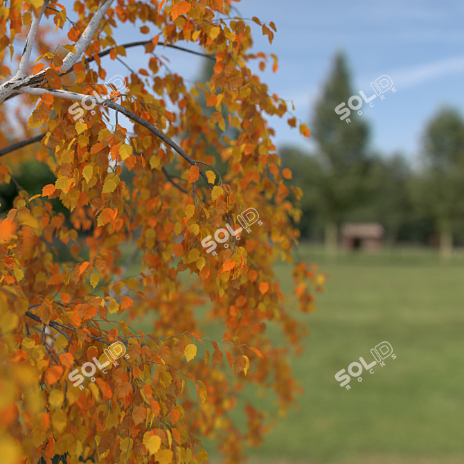 Birch No. 1 3D Tree Model 3D model image 3