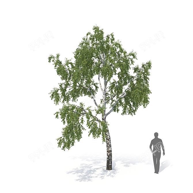 Birch No. 1 3D Tree Model 3D model image 4