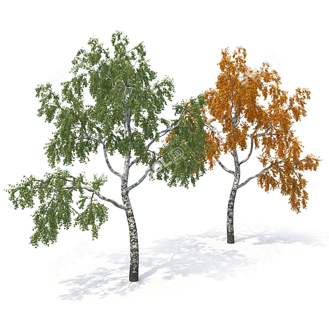 Birch No. 1 3D Tree Model 3D model image 5