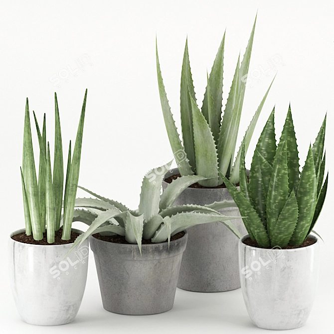 Monstera Plant in Ceramic Pot 3D model image 1