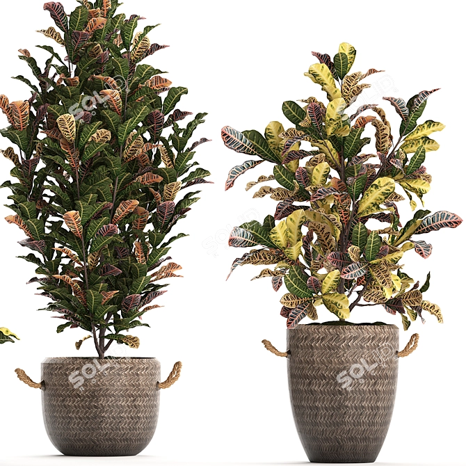 Exotic Collection: Croton Houseplants 3D model image 3