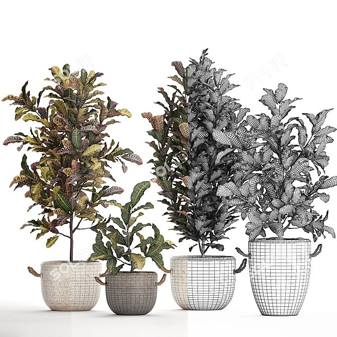 Exotic Collection: Croton Houseplants 3D model image 4