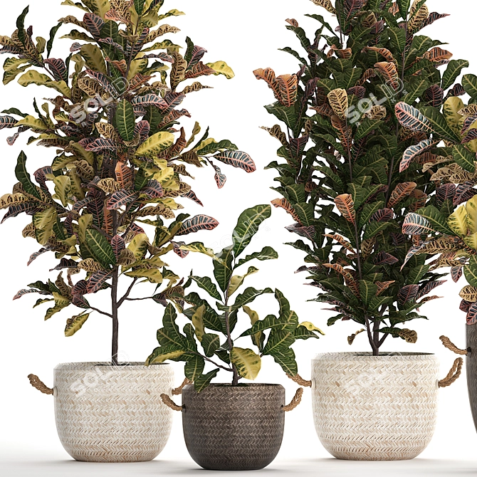 Exotic Collection: Croton Houseplants 3D model image 5