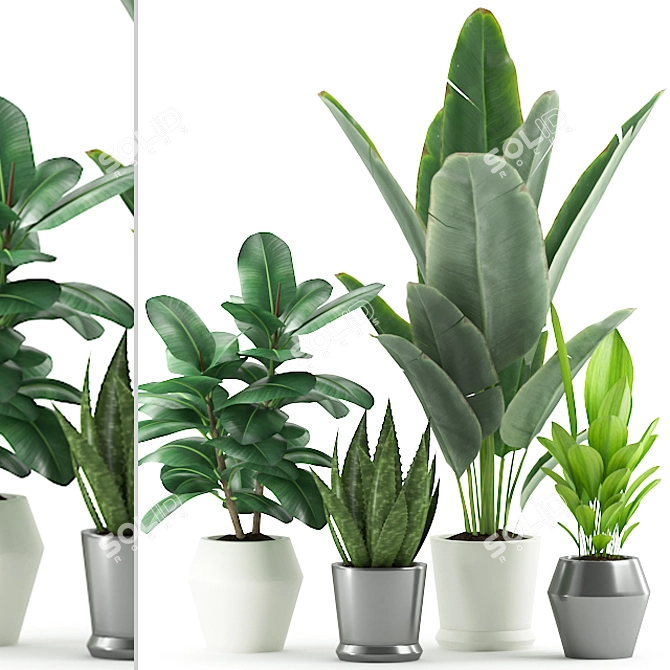 Lush 168: Aloe Vera, Rubber & Ficus Pandurata 3D model image 3