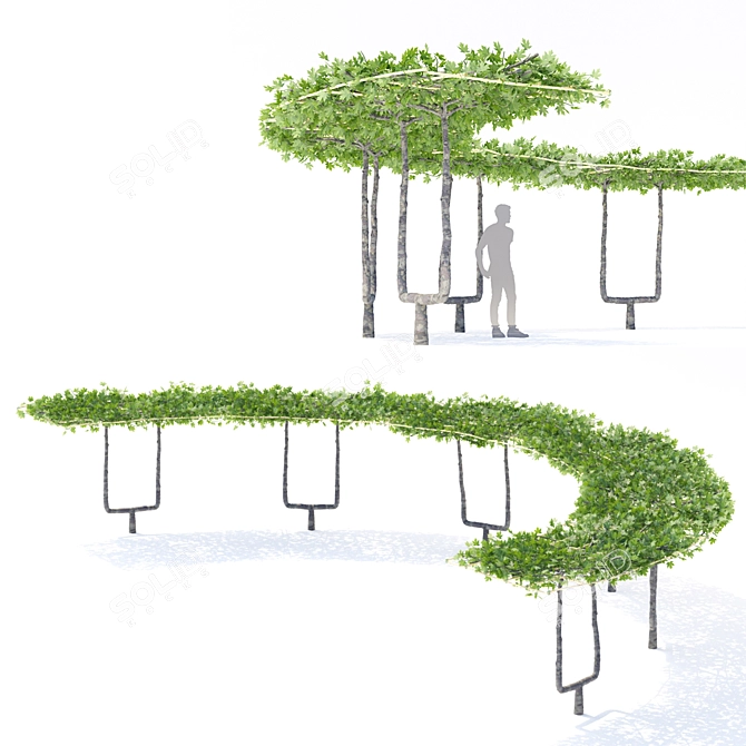 Maple Leaf Roof Sculptural Bench - Platanus x acerifolia 3D model image 3