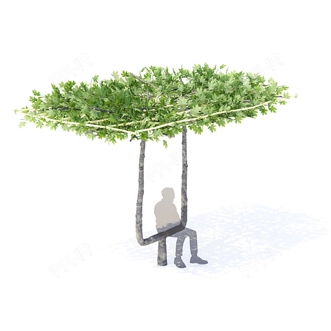 Maple Leaf Roof Sculptural Bench - Platanus x acerifolia 3D model image 4