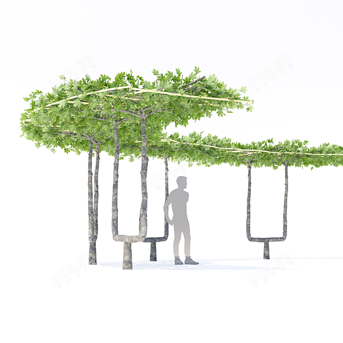 Maple Leaf Roof Sculptural Bench - Platanus x acerifolia 3D model image 5