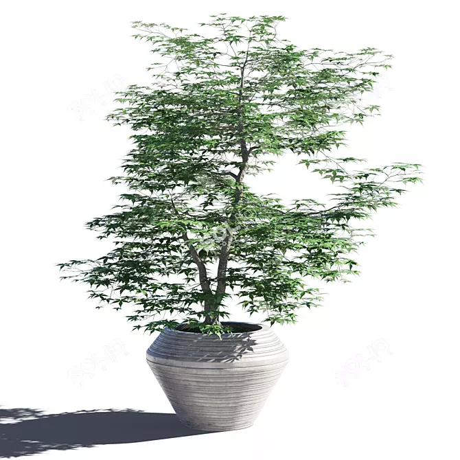 Japanese Maple in Pot - 4 3D model image 1