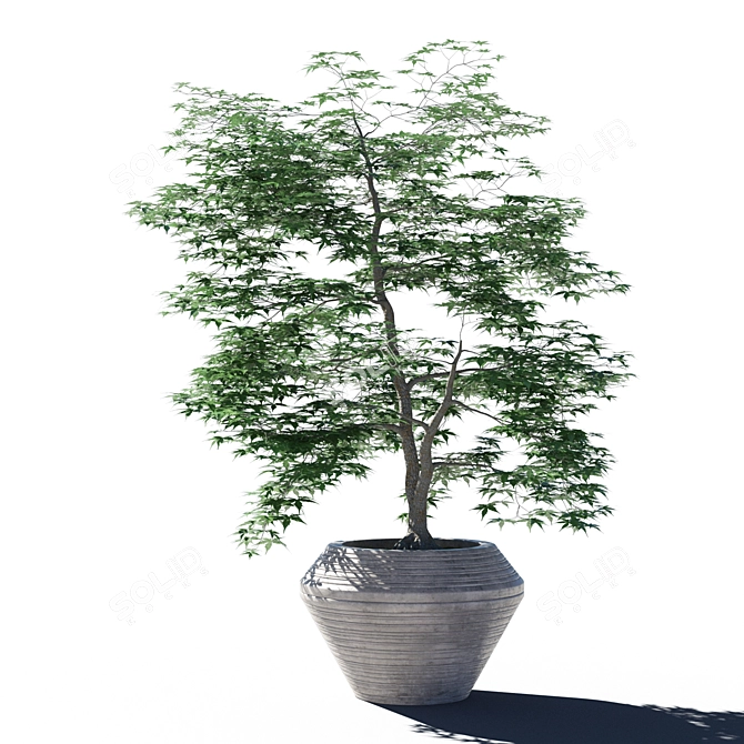 Japanese Maple in Pot - 4 3D model image 2