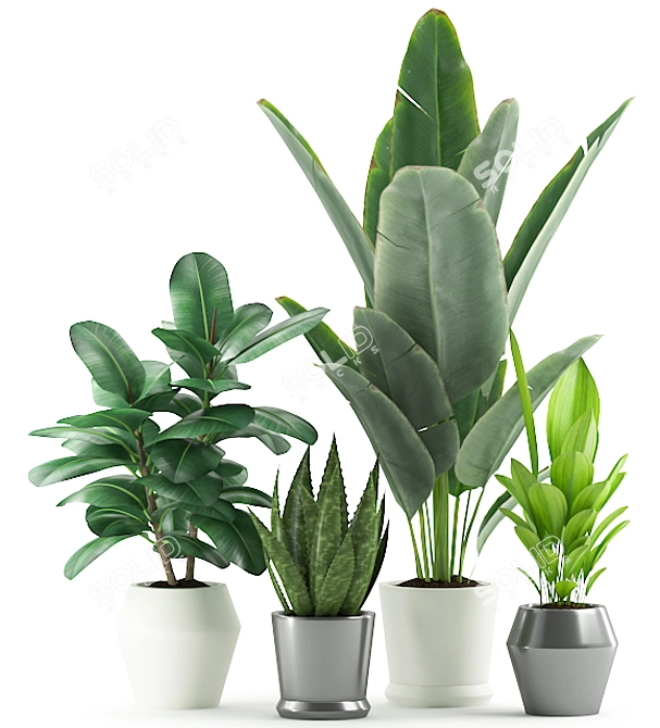 Exotic Plant Collection: Banana, Rubber, Aloe Vera, Palm 3D model image 2