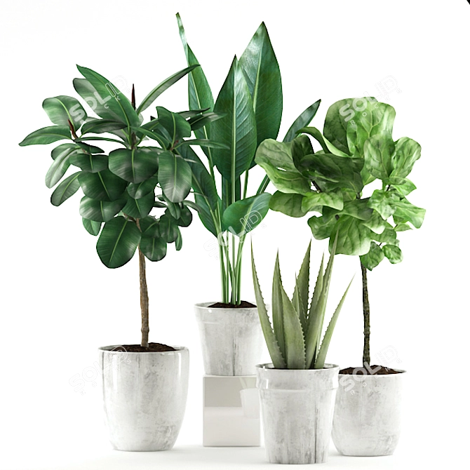 Exotic Plant Collection: Banana, Rubber, Aloe Vera, Palm 3D model image 4